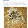 So, you guys are afraid of spiders?