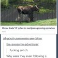 Silly police always following moose
