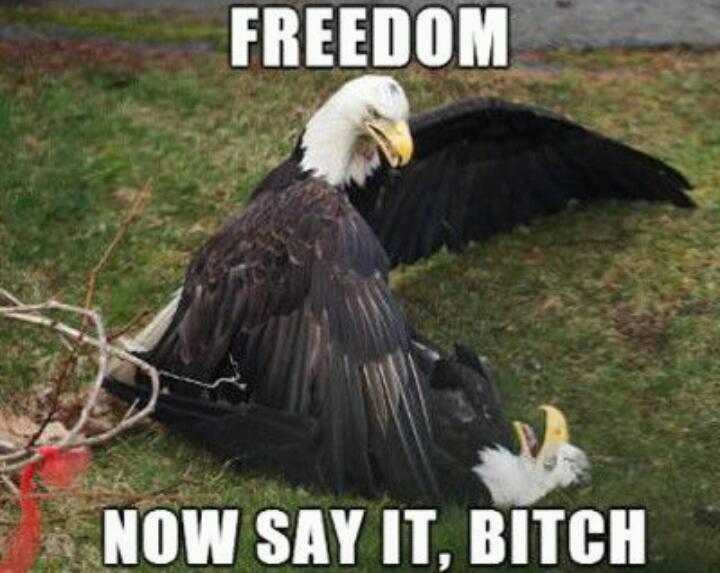 Freedom eagles wtf - meme