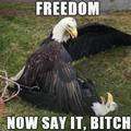 Freedom eagles wtf