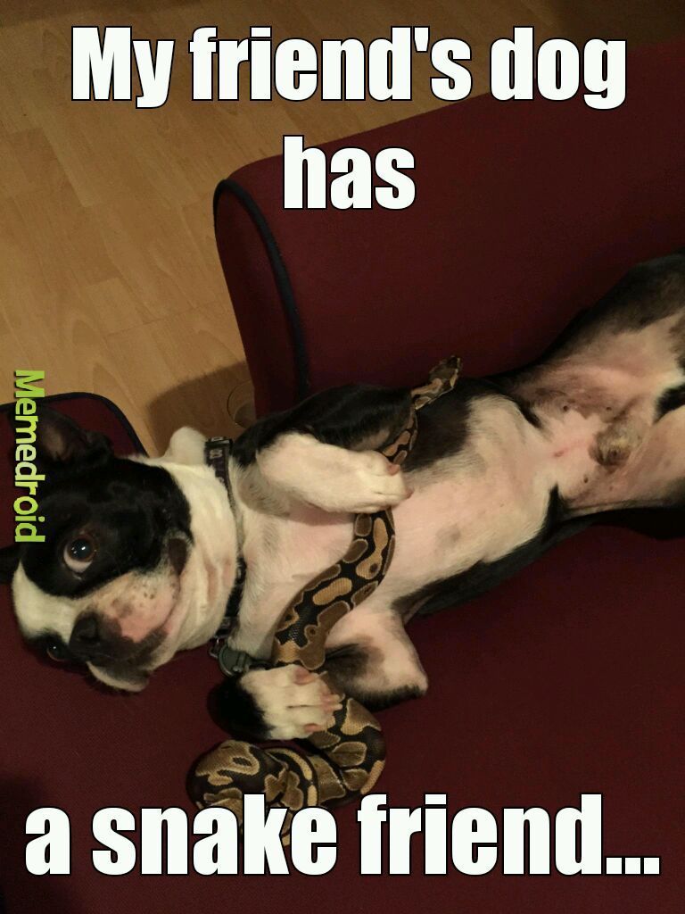 Snake dog - meme