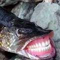 Fish teeth