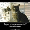 El gato es tiernucho