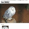 Damn it owl