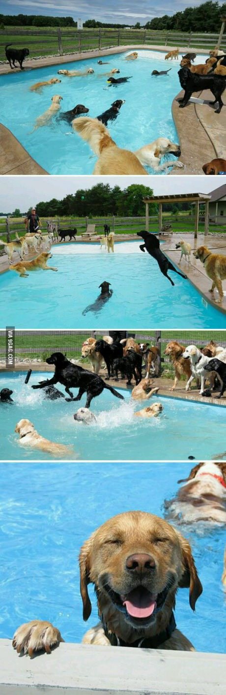 Dog Pool Party! - meme