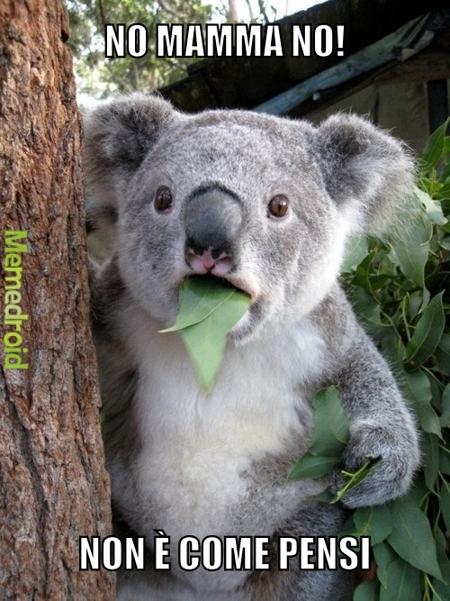 Koala affamati - meme