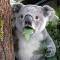 Koala affamati