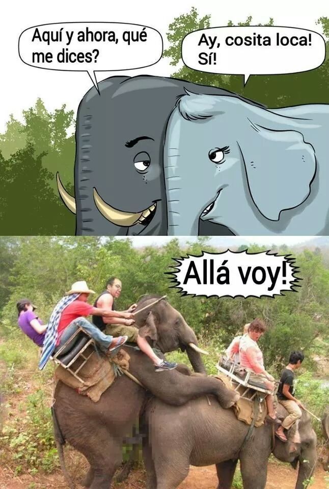 Elefantes........................................................... - meme