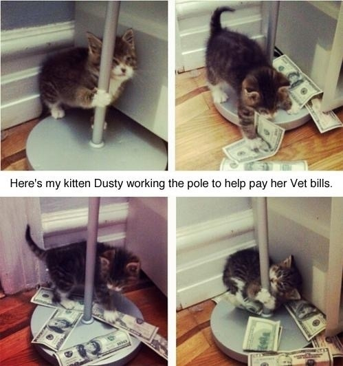 Cute kitty soft kitty - meme