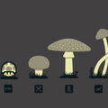 Conheçam seus cogumelos