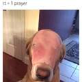 Please donate to dogs with ham