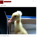 I want a duck too