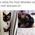 This cat is more attractive than me!