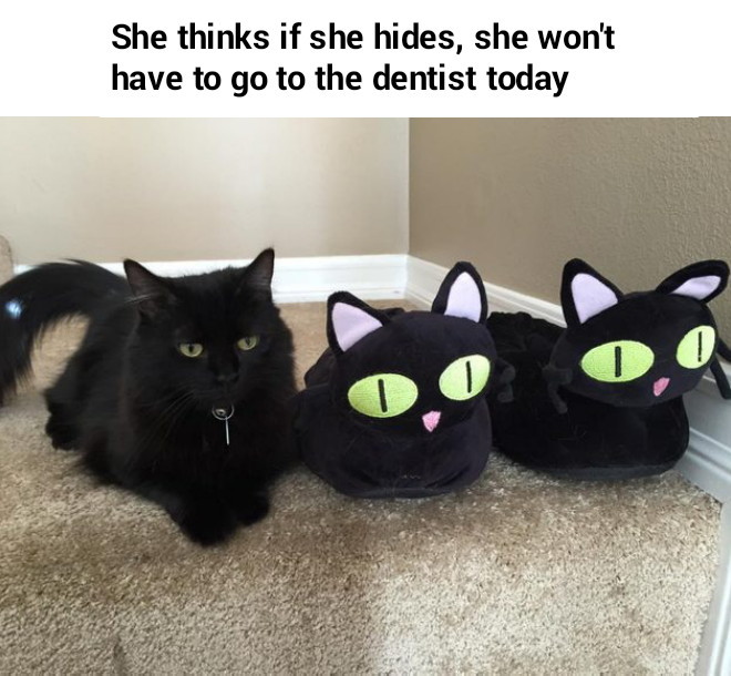 Cat hide - meme