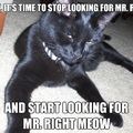 I found mr. meow!