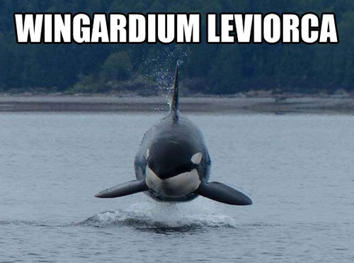 Fucking orcas, flying and shit - meme
