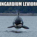 Fucking orcas, flying and shit