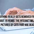 Cats immortalised online