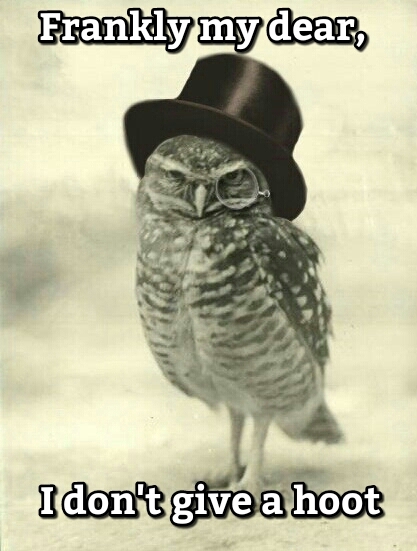 Emotionally distant, classy owl. - meme