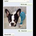 Si tu perro tuviera whatsapp