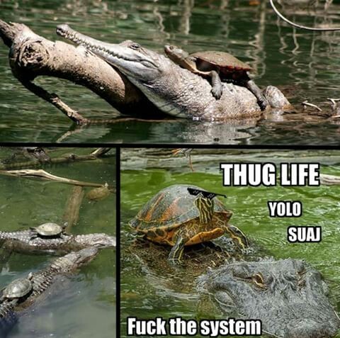 La tortuga mas swagger que he visto - meme