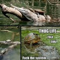 La tortuga mas swagger que he visto