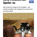 Saw in gallery, looked it up. From snopes. The real smallest cat is 2 3/4 in tall, 7 1/2 long.