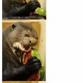 That otter do it