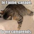 Ce chat me comprend !!