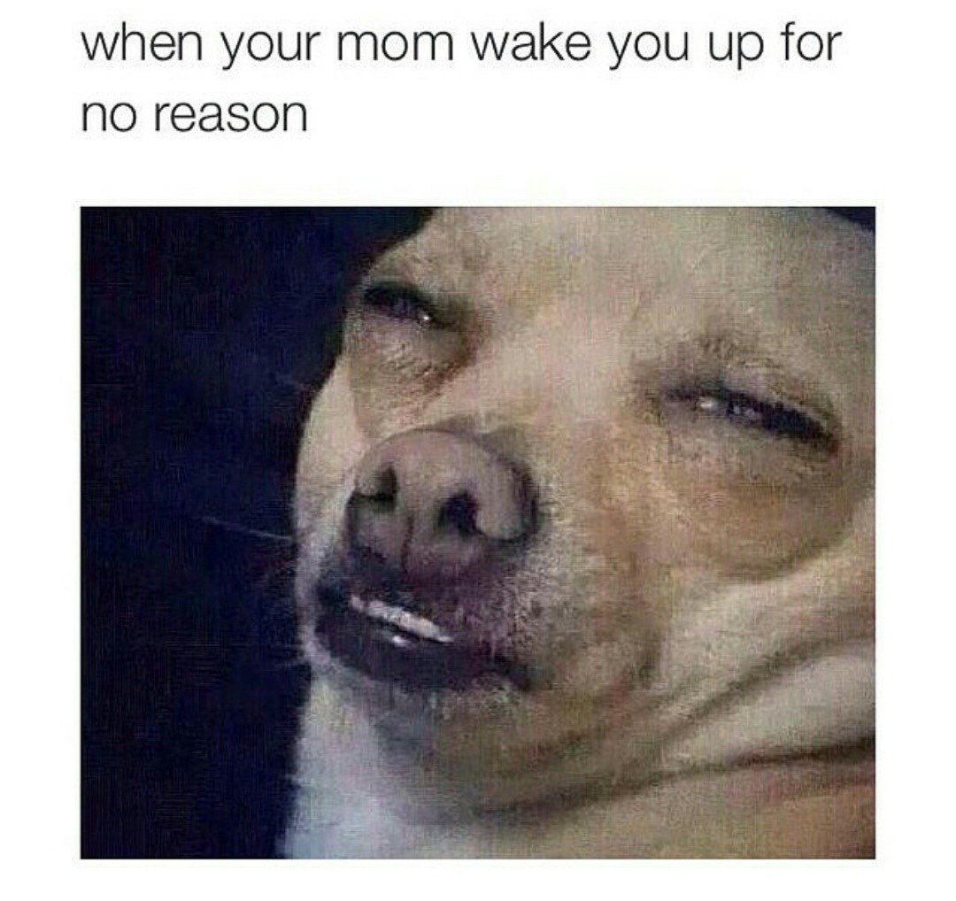 sleep,dogs,mother,zmtuckerman28,meme,memes,gifs,funny,pictures,pics,gif,com...