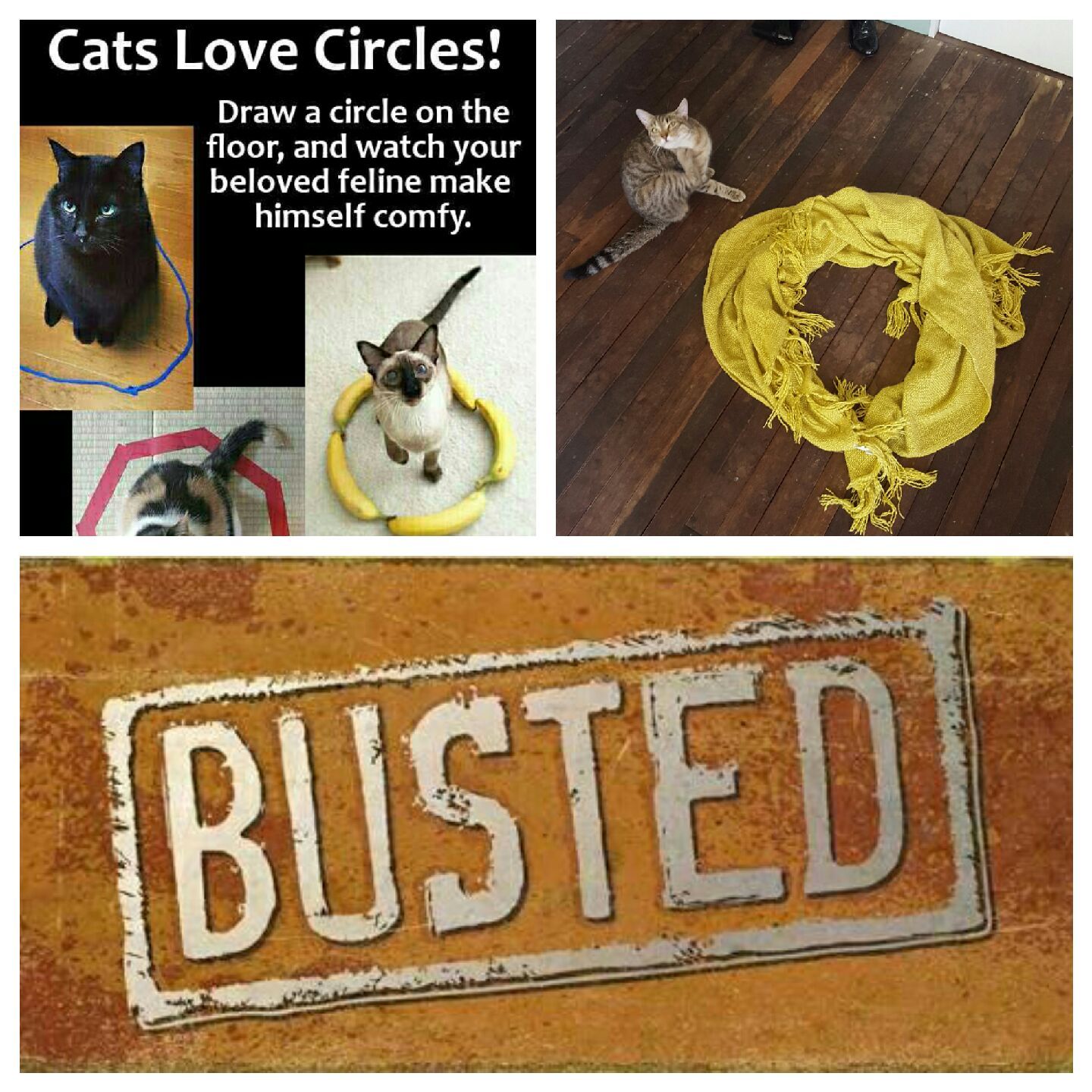 busted - meme