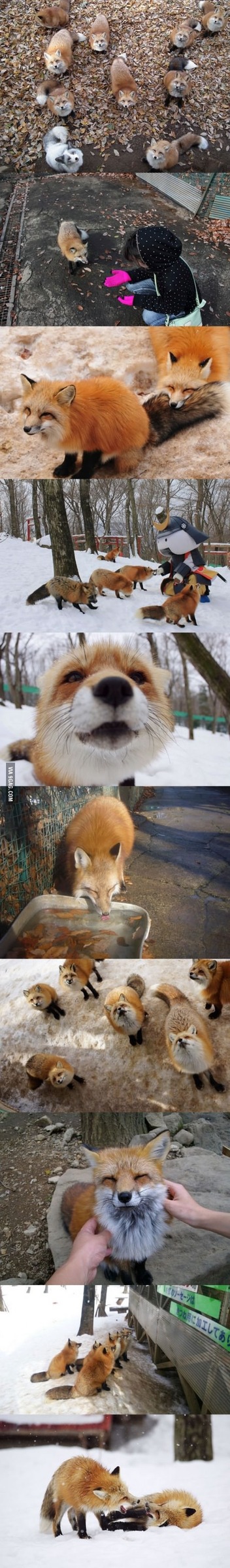 Fox village in Japan - meme
