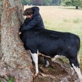 Cow go stuck in a tree