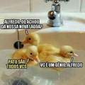 Duck Are All You