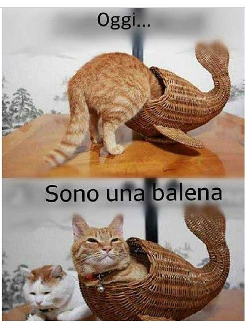 Gatto_balena - meme