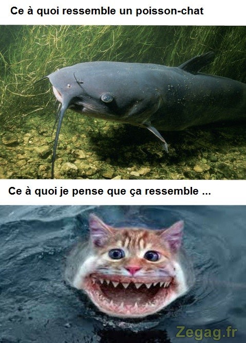 poisson chat ... - meme