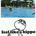 hippo