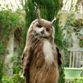 Dashing owl