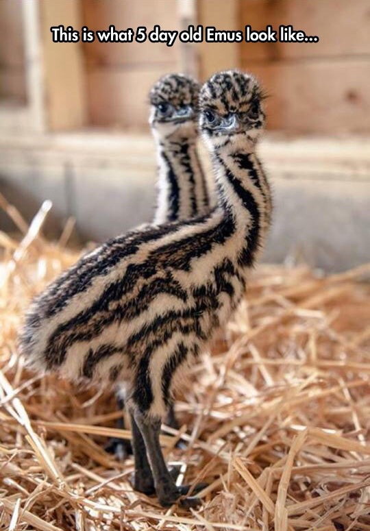 Baby emus - meme