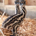 Baby emus