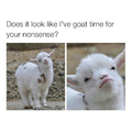 Goat time