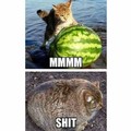 Cat watermelon