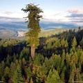 Hyperion Tree, tallest known on Earth