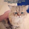 Japanese Version Of Grumpy Cat]