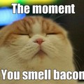 Oh the bacon