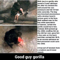 Good guy gorilla