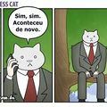 gatos sao empresários muito espertos