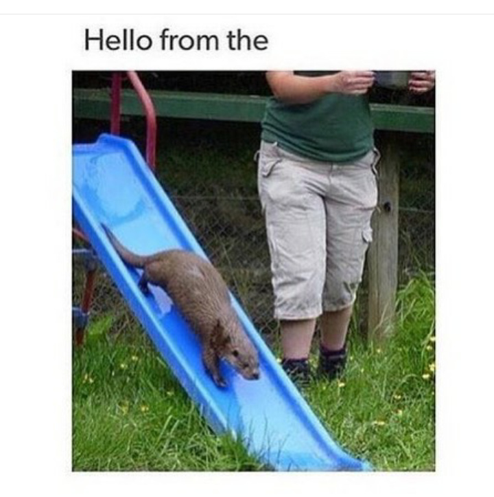 Otter slide - meme