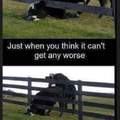 Poor cow . . .