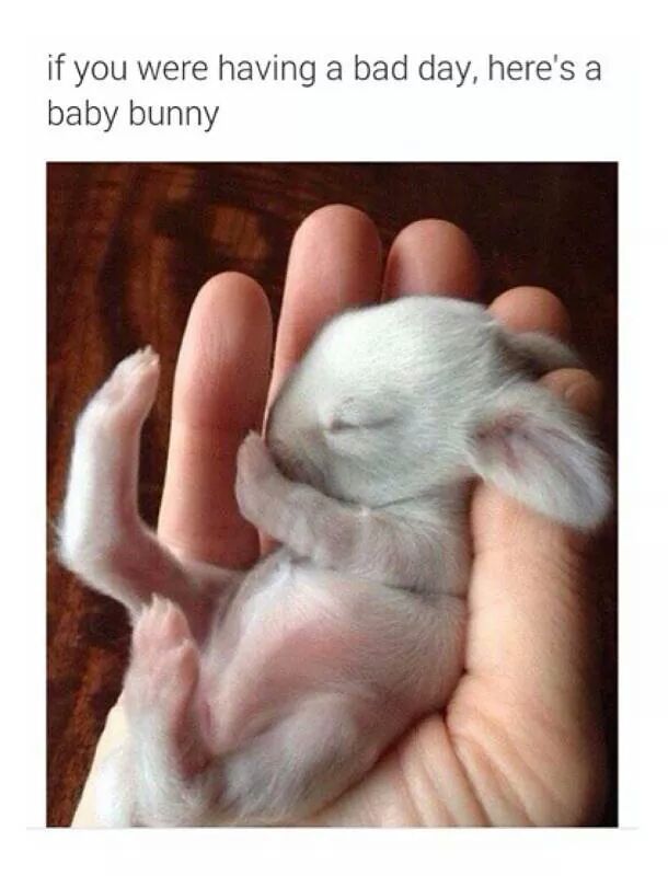 Baby bunny - meme